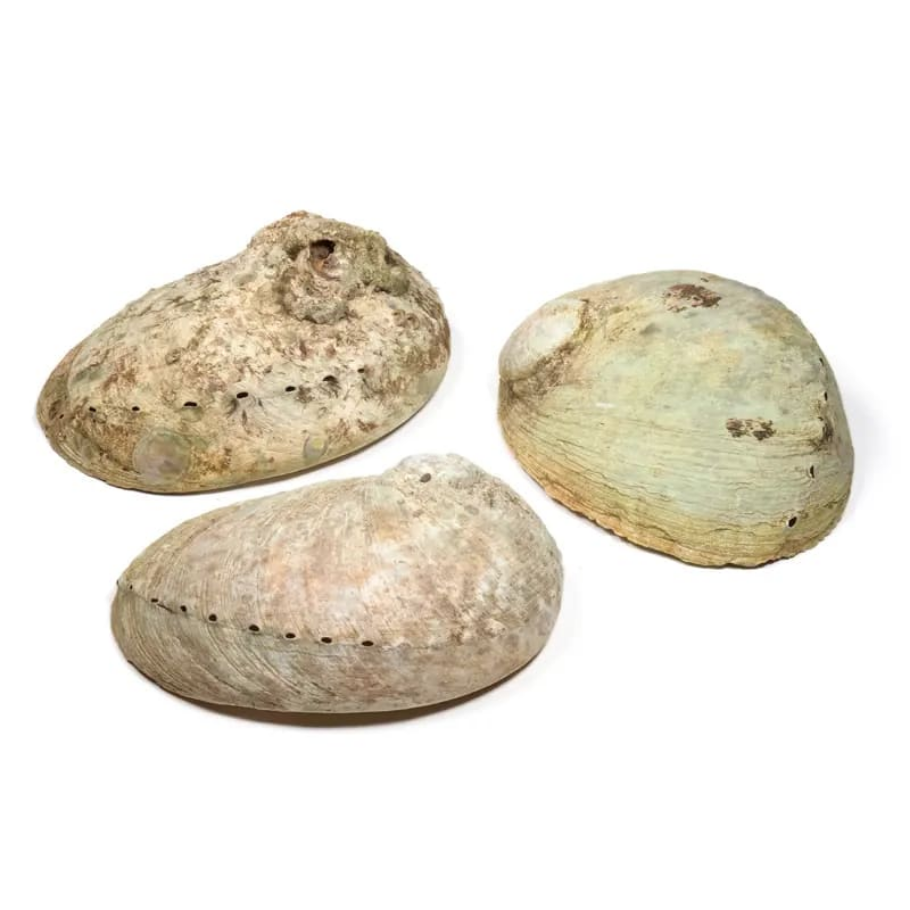 Abalone skel miðstærð