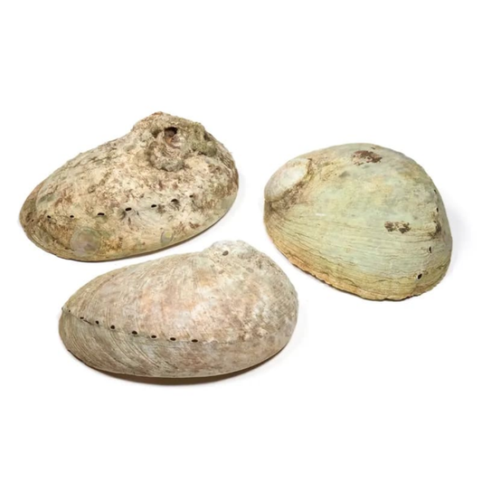 Abalone skel miðstærð