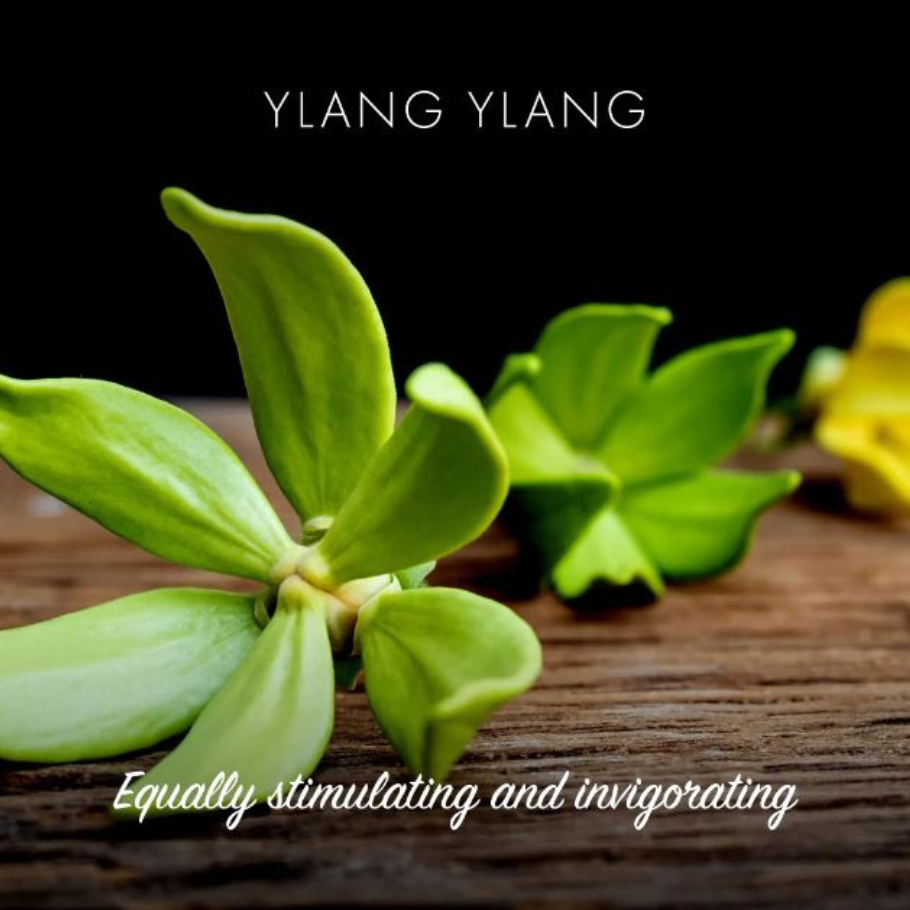 Ylang ylang sápa. Friendly