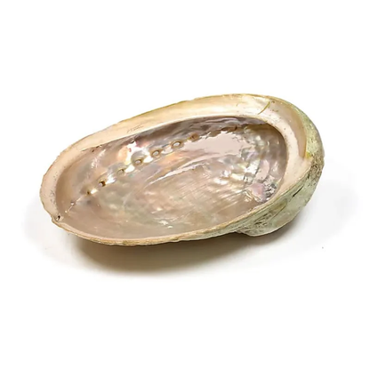 Abalone skel miðstærð