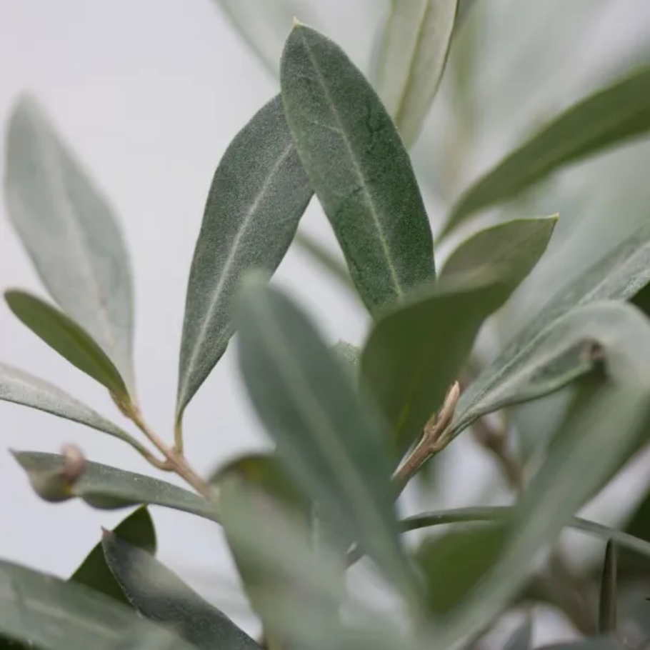 Dr. Hauschka Translucent bronzing tint, 18 ml.