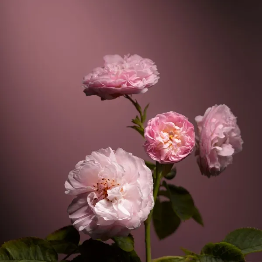 Dr. Hauschka Rose light dagkrem, 30 ml