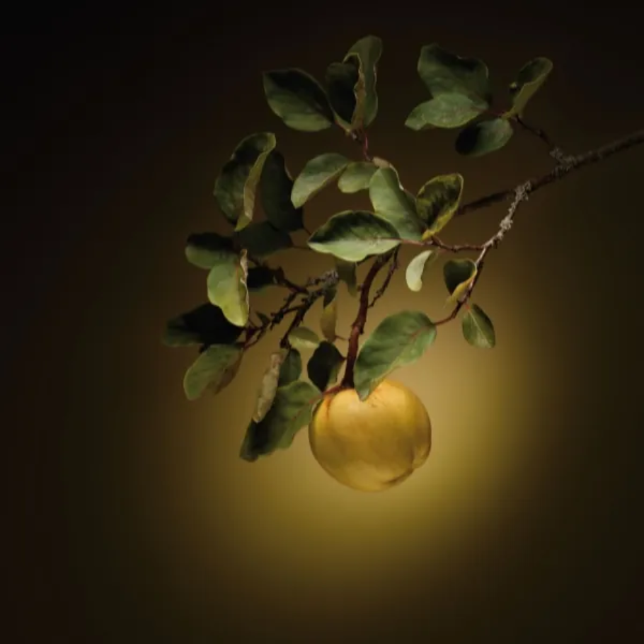 Dr. Hauschka Quince dagkrem, 30 ml