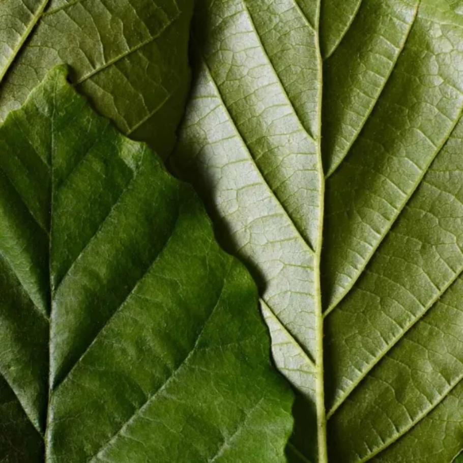 Dr. Hauschka næturserum, 20 ml