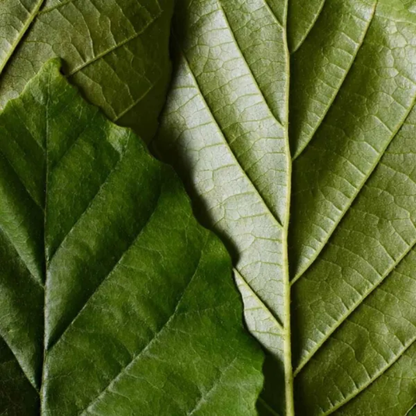 Dr. Hauschka næturserum, 20 ml