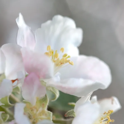 Dr. Hauschka næturserum, 20 ml