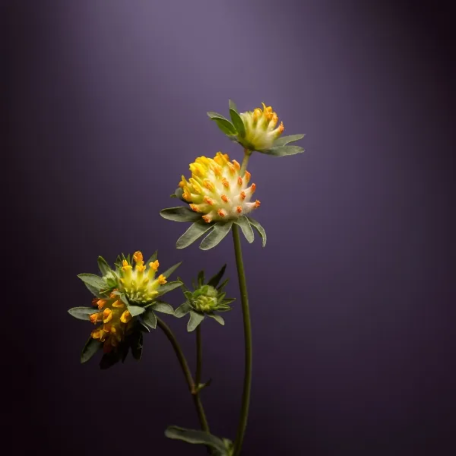 Dr. Hauschka Translucent bronzing tint, 18 ml.