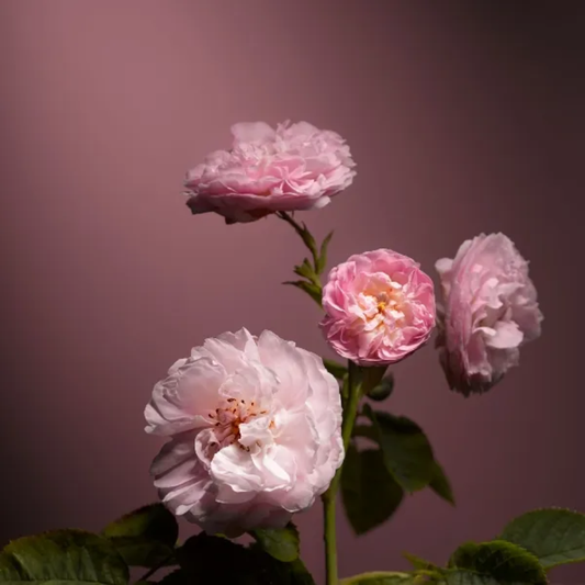 Dr. Hauschka Rose dagkrem, 30 ml